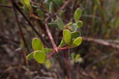 Rafnia capensis capensis