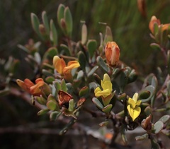 Rafnia capensis capensis