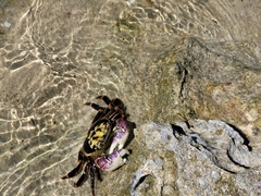 Leptograpsus variegatus