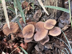 Agaricales