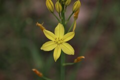 Bulbine glauca