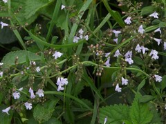 Clinopodium nepeta