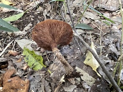 Agaricales