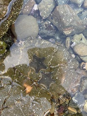 Patiriella regularis