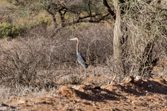Ardea goliath