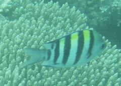 Abudefduf vaigiensis