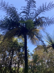 Cyathea medullaris