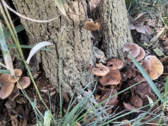 Agaricales