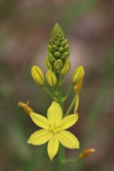 Bulbine glauca