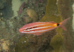 Parupeneus spilurus