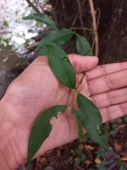 Syzygium floribundum