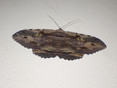 Anisoneura aluco