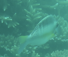 Scolopsis margaritifera