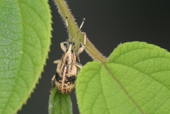 Phytoscaphus triangularis