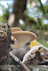 Neofavolus alveolaris