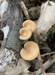 Neofavolus alveolaris