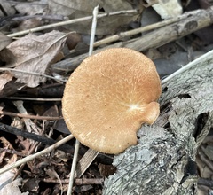 Neofavolus alveolaris