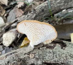 Neofavolus alveolaris