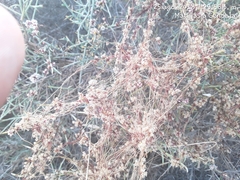 Cuscuta epithymum