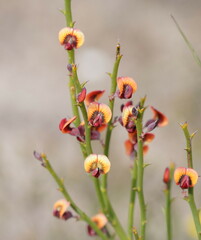 Daviesia brevifolia