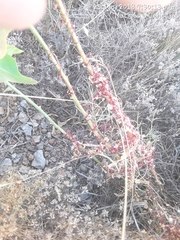 Cuscuta epithymum