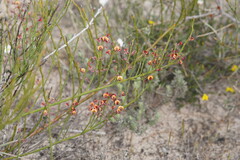 Daviesia brevifolia