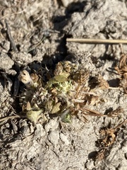 Ceratocephala pungens