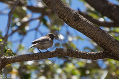Passer rufocinctus