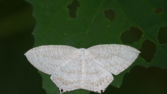 Micronia aculeata