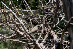 Crithagra reichenowi