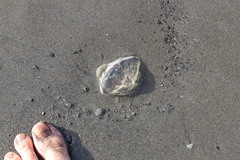 Aequorea victoria