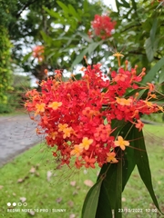 Saraca declinata