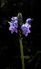 Lavandula pinnata