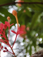 Saraca declinata