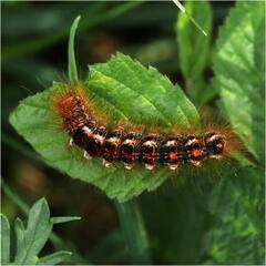 Euproctis chrysorrhoea