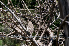 Crithagra reichenowi