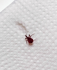 Triatoma