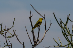 Crithagra sulphurata