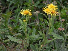 Pentanema britannica