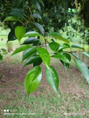 Elaeocarpus mastersii