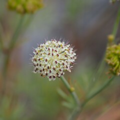 Trachymene glaucifolia