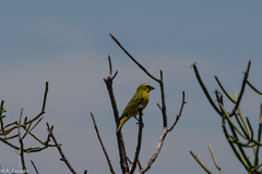 Crithagra sulphurata