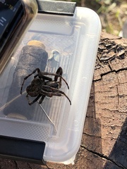 Araneus ventricosus