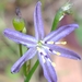 Caesia parviflora vittata - Photo no hay derechos reservados