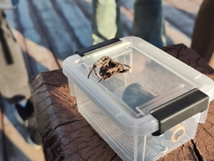 Araneus ventricosus
