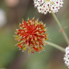 Trachymene glaucifolia
