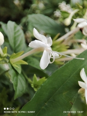 Clerodendrum calamitosum