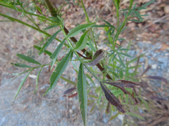 Tagetes minuta
