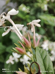 Clerodendrum calamitosum