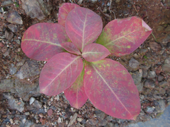 Lysimachia clethroides